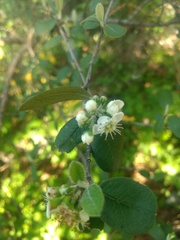 Malacomeles denticulata