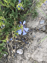 Penstemon cyananthus