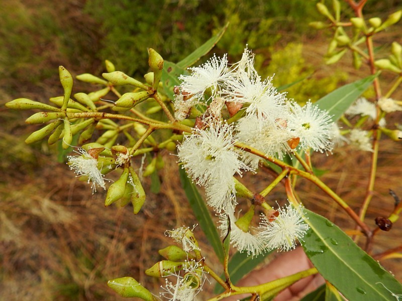 Broad-leaved White Mahogany