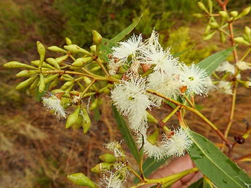 Eucalyptus latisinensis K.D.Hill