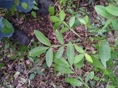 Cossinia australiana