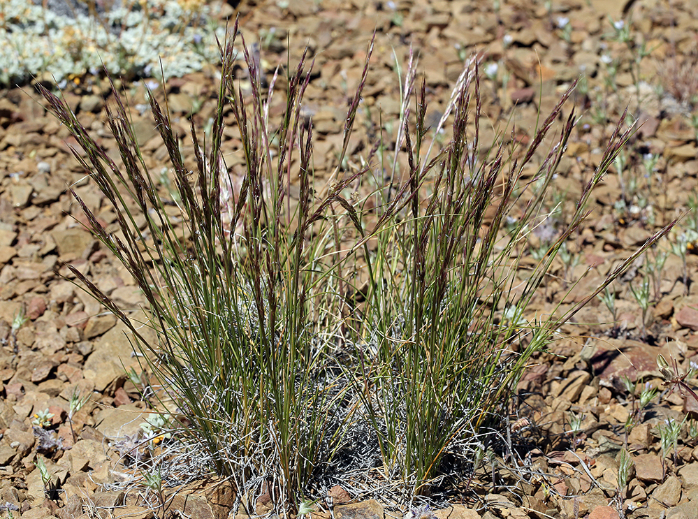Webber's Needle Grass