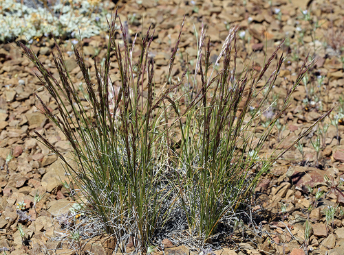 Webber's Needle Grass (Eriocoma webberi) · iNaturalist