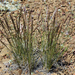 Webber's Needle Grass - Photo (c) Steve Matson, some rights reserved (CC BY), uploaded by Steve Matson