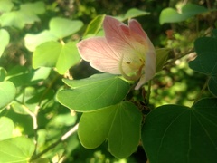 Bauhinia coulteri
