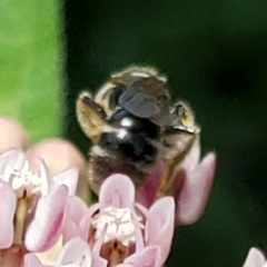Lasioglossum pectorale