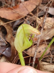 Pterostylis acuminata