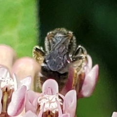 Lasioglossum pectorale