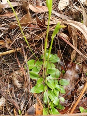Pterostylis acuminata