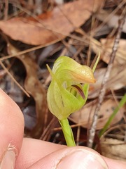 Pterostylis acuminata