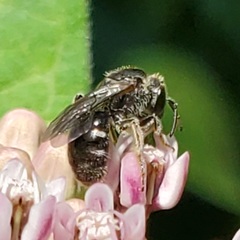 Lasioglossum pectorale