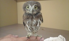 Glaucidium palmarum