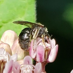 Lasioglossum pectorale