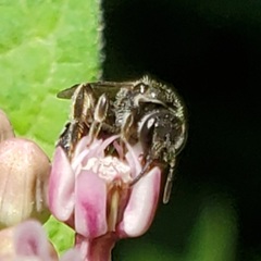 Lasioglossum pectorale