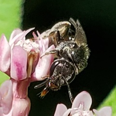 Lasioglossum pectorale