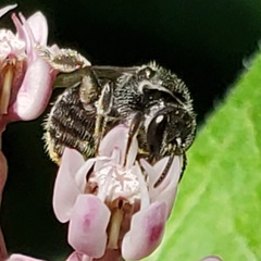 Lasioglossum pectorale