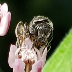 Lasioglossum pectorale