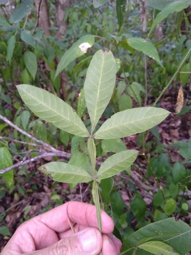 Cossinia australiana, photograph 6