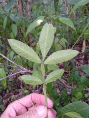 Cossinia australiana