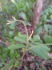 Cossinia australiana
