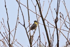 Setophaga kirtlandii