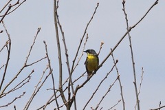 Setophaga kirtlandii