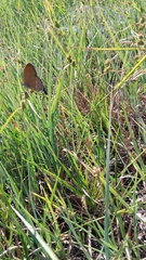 Coenonympha oedippus
