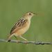 Wing-snapping Cisticola - Photo (c) Alan Manson, some rights reserved (CC BY-SA)