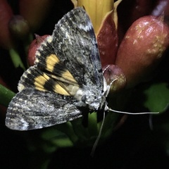 Catocala minuta