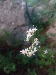 Valeriana albonervata