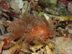 Staphylaea staphylaea