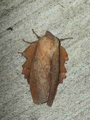 Phyllodesma americana