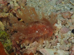 Staphylaea staphylaea