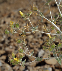 Mentzelia oreophila