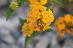 Lantana