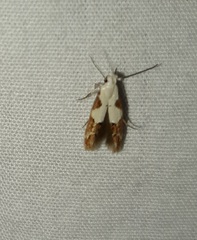 Mompha circumscriptella
