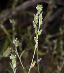 Cryptantha scoparia
