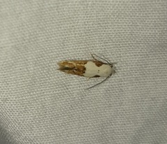 Mompha circumscriptella
