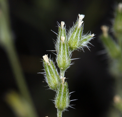 Cryptantha scoparia
