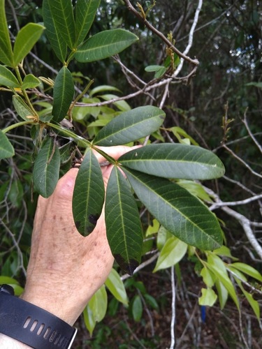 Cossinia australiana, photograph 3
