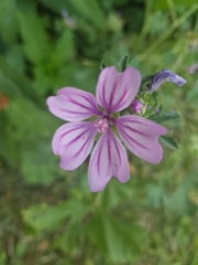 Malva sylvestris