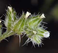 Cryptantha scoparia