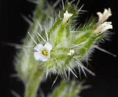Cryptantha scoparia