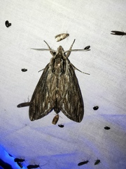 Sphinx canadensis