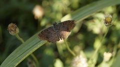 Pellicia
