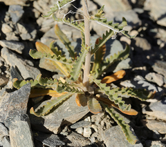 Mentzelia inyoensis