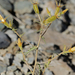 Mentzelia inyoensis - Photo (c) Steve Matson, algunos derechos reservados (CC BY), subido por Steve Matson