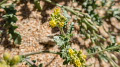 Rorippa subumbellata