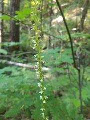 Platanthera ephemerantha