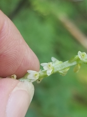 Platanthera ephemerantha